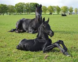 Baby Twin Horses Bucky and Lucky 